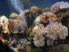 thumbs coral in gosong sanggora Gosong Senggora Kotawaringin Barat