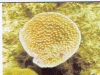 thumbs fish senggora Gosong Senggora Kotawaringin Barat