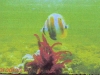 thumbs gosong senggora anemon Gosong Senggora Kotawaringin Barat