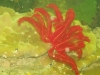 thumbs red himerometra robustipinna at gosong senggora Gosong Senggora Kotawaringin Barat