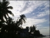 thumbs palm trees on keraya beach Keraya Beach , Kotawaringin Barat